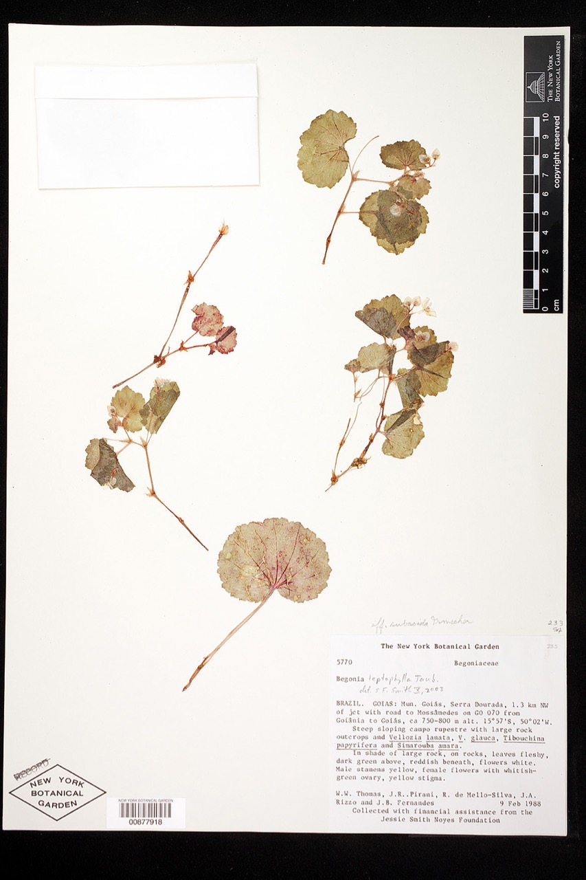 B. leptophylla